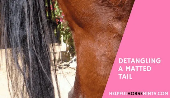 Detangling a Matted Horse Taill