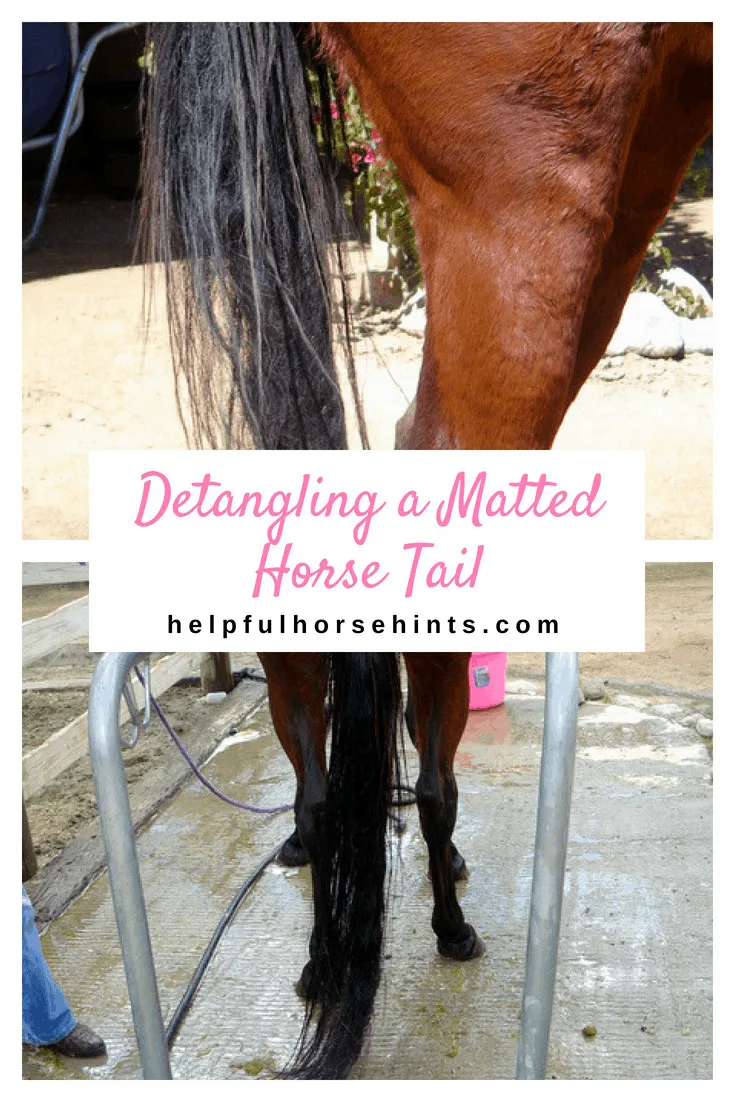 Detangling a Matted Horse Tail