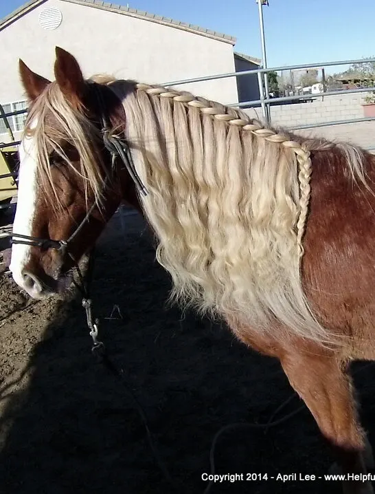 Horse Waterfall Mane Braid