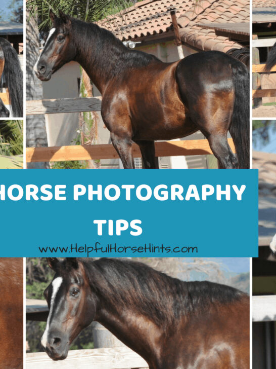 Horse Photography Tips