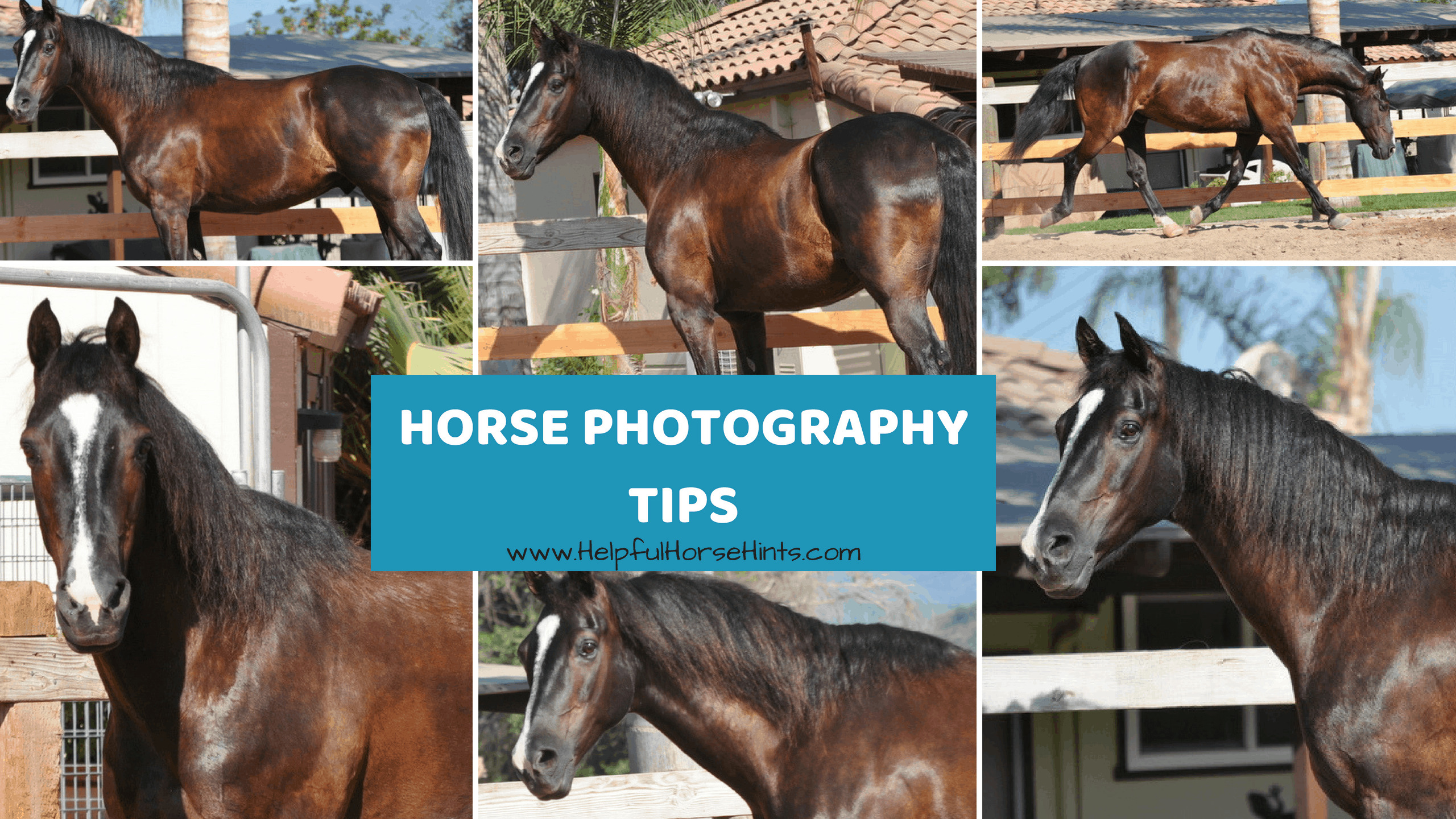 Horse Photography Tips