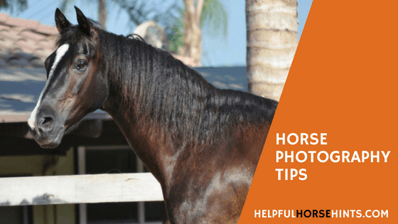 Horse Photography TipS