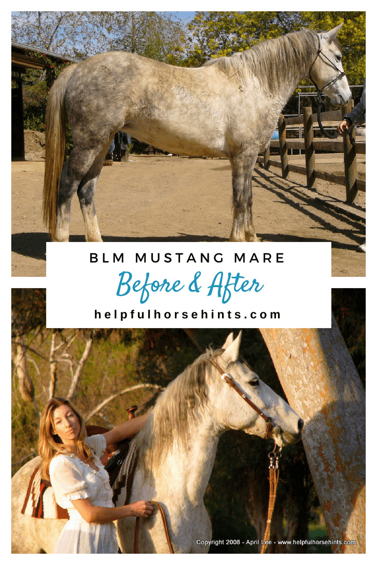 Before & After - BLM Mustang Mare