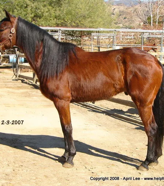 Thoroughbred Horse Makeover Before