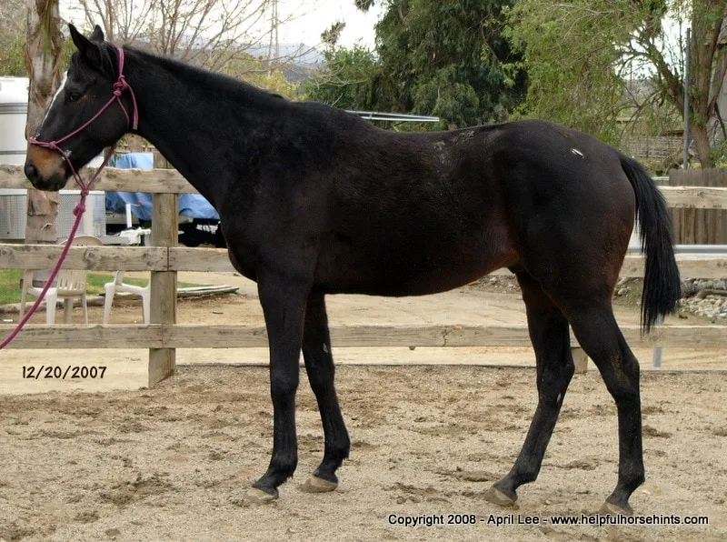 Thoroughbred Makeover Before