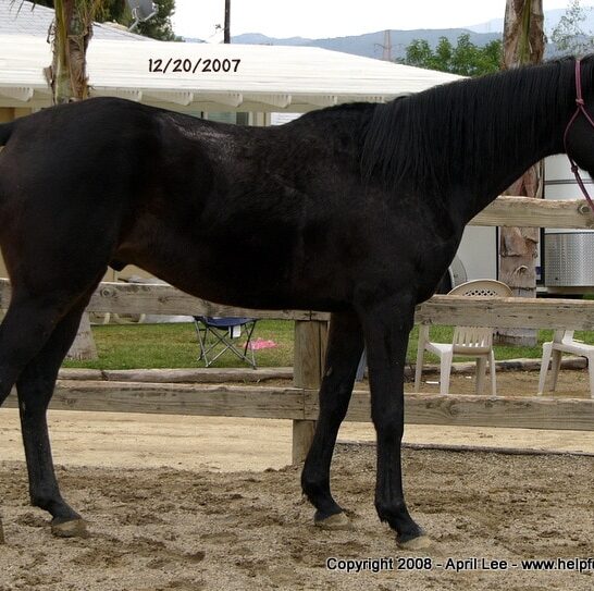 Thoroughbred Makeover Before