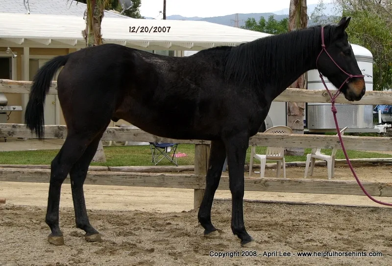 Thoroughbred Makeover Before