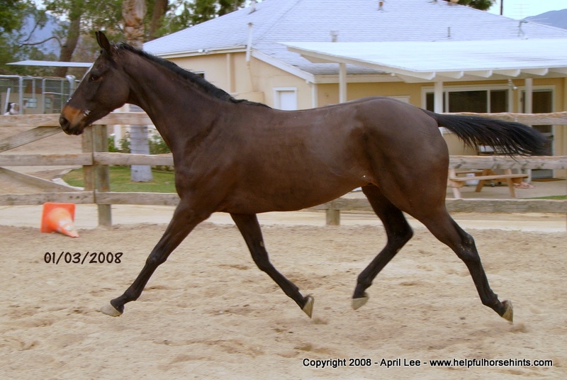 Thoroughbred Horse Makeover at 14 days