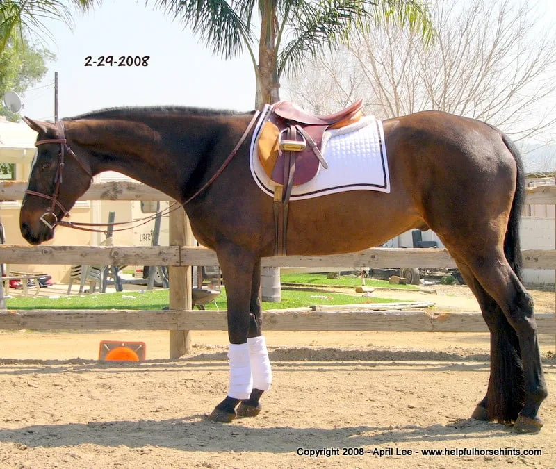 Thoroughbred Makeover After  71 days