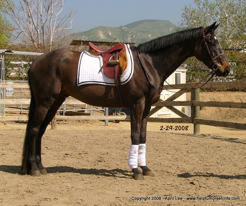 Thoroughbred Makeover After  71 days