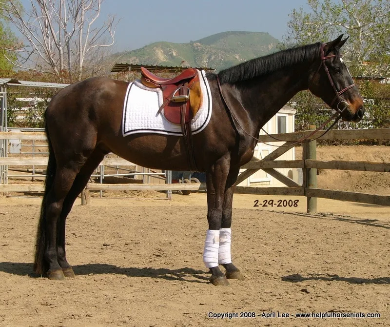 Thoroughbred Makeover After 71 days