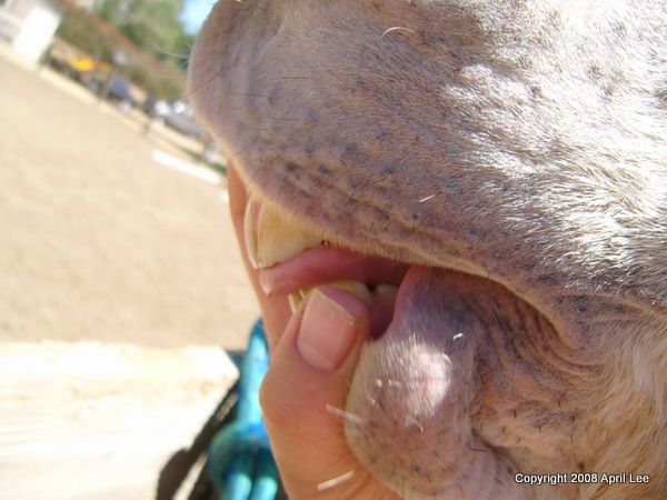 foal with parrot mouth