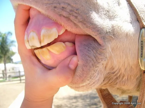 horse with parrot mouth