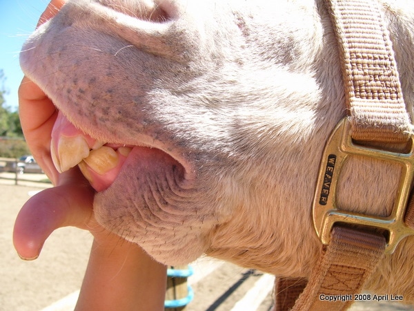 horse with parrot mouth