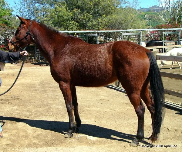 knotted horse tail