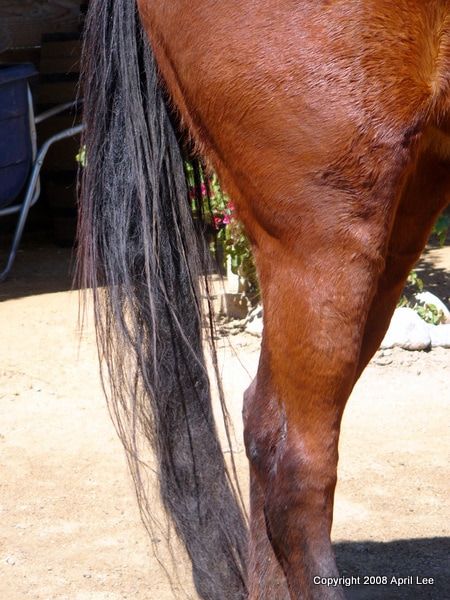 tangled horse tail