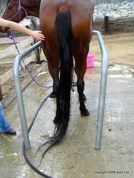 detangled horse tail