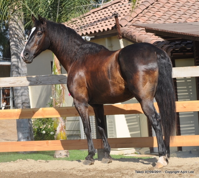 Black horse standing near wooden fence 