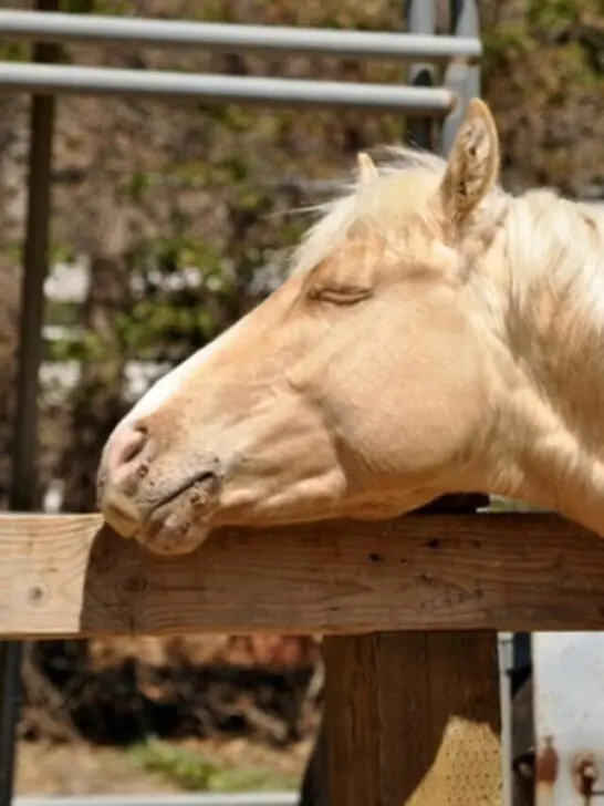 horse warts in champagne quarter horse