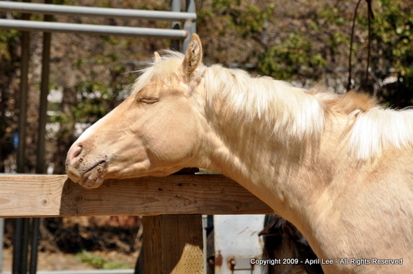 pictures of warts on a young horse