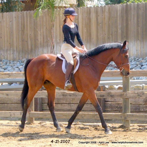15 Best Riding Horses for Beginners (with Photos) Helpful Horse Hints