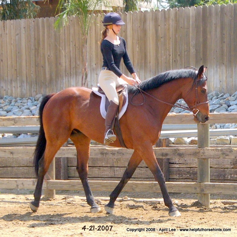 Thoroughbred Horse Makeover After