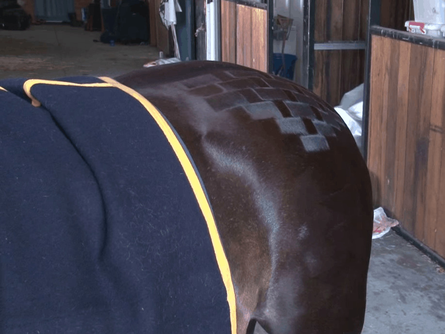 How to Put on Quarter Marks Helpful Horse Hints