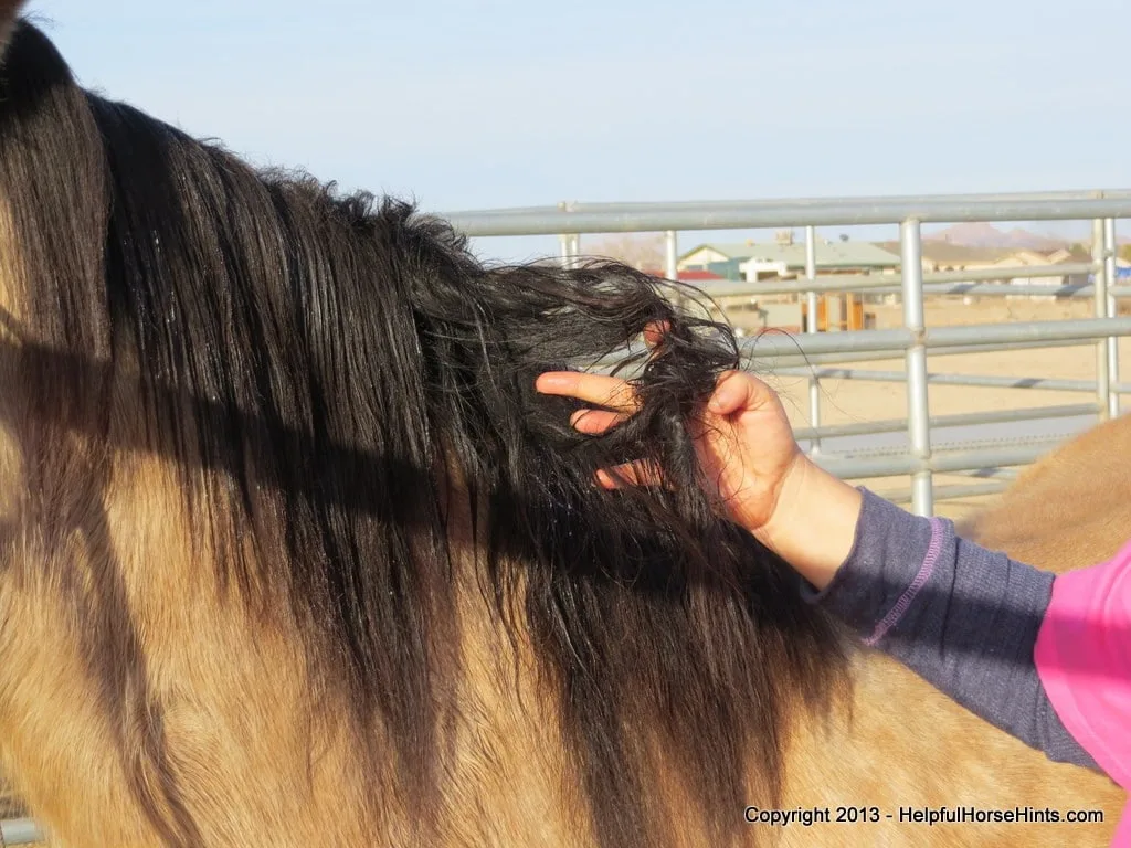 Hand holding horse matted mane 