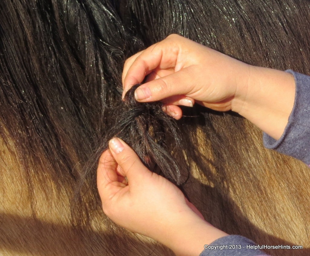 Womans hand fixing horse matted mane