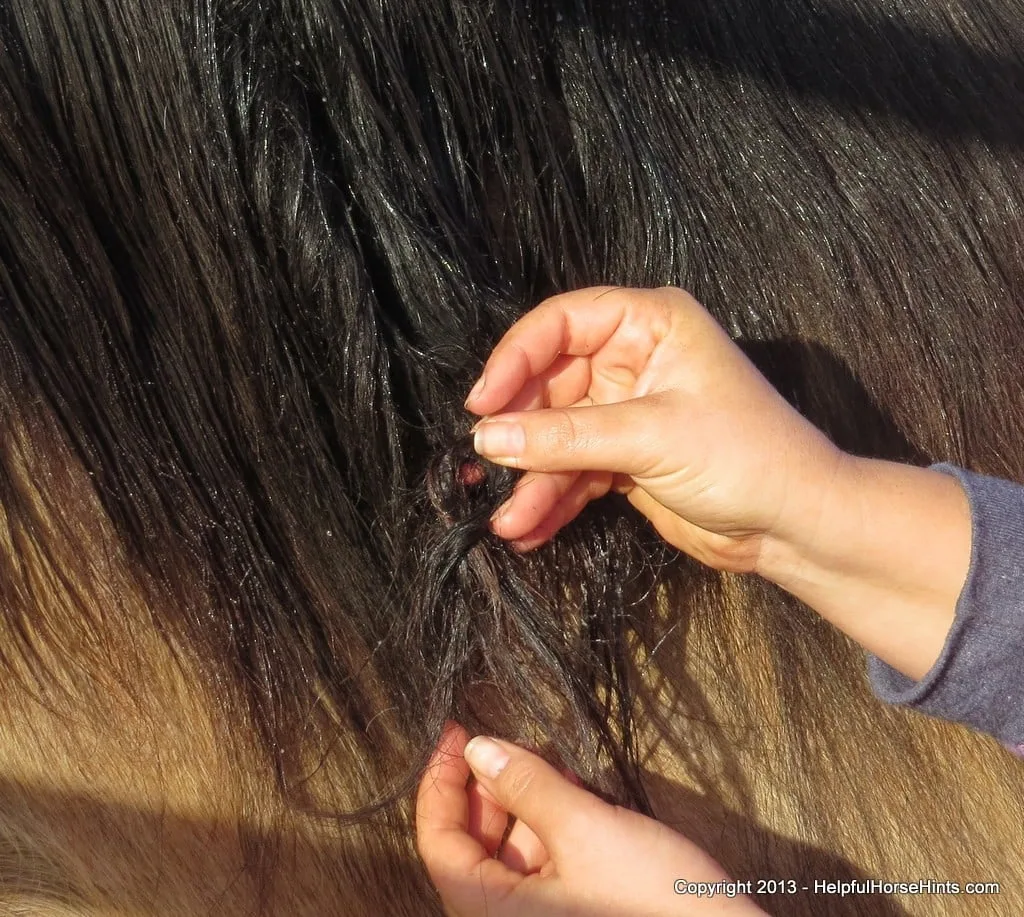 Woman fixing matted mane of a horse
