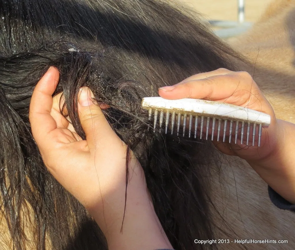 Using a comb on horse matted mane