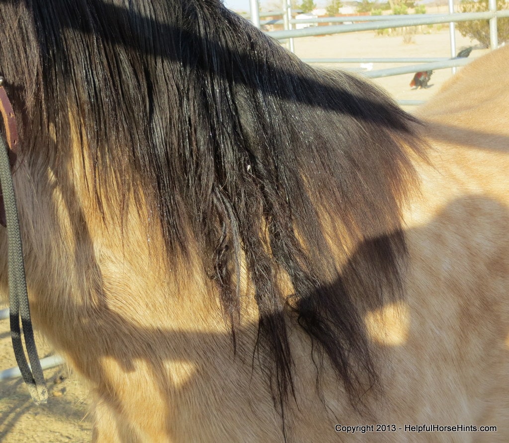 Detangling a Matted Mane Step by Step with Pictures Helpful Horse Hints