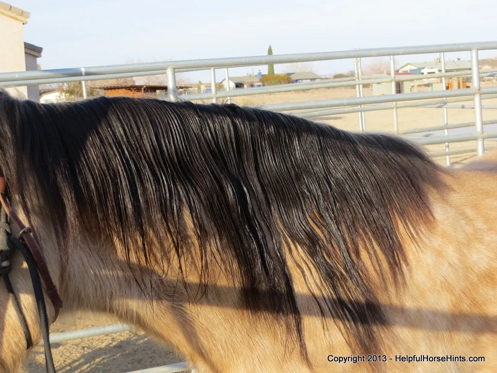 Horse beautiful mane