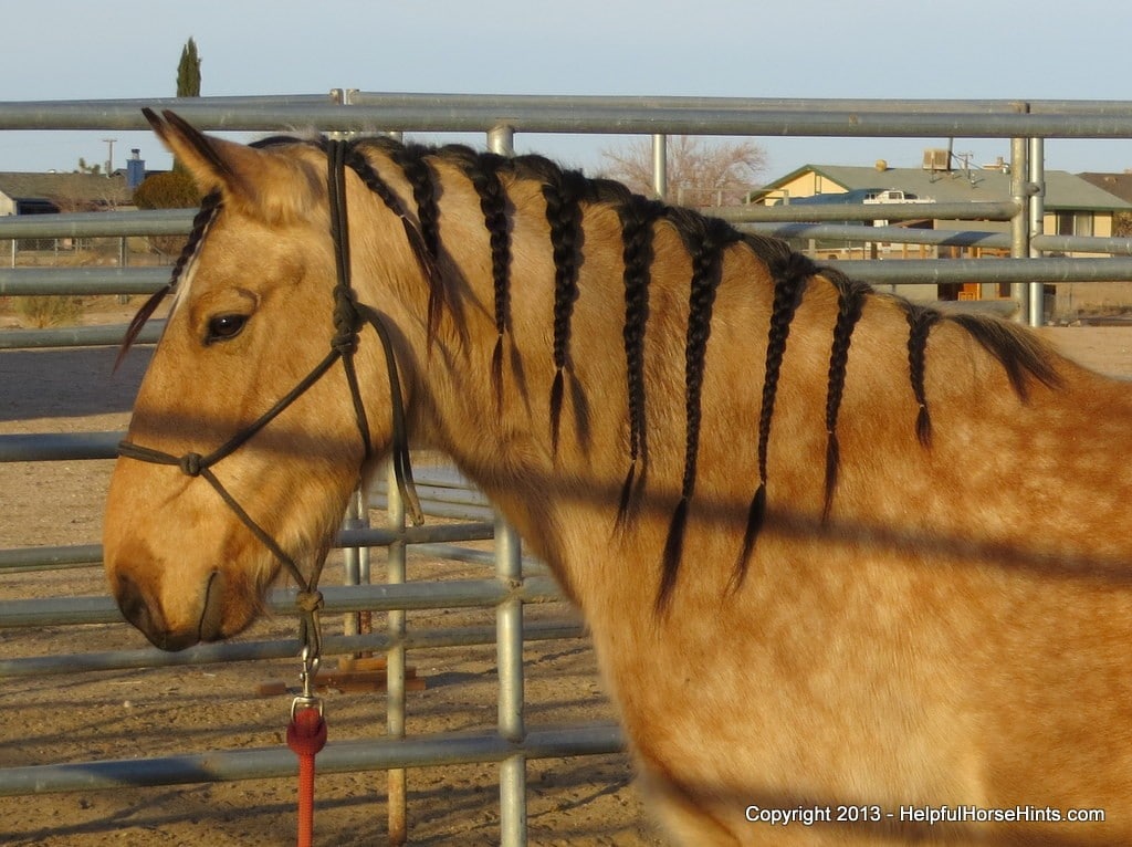 Horse braided mane