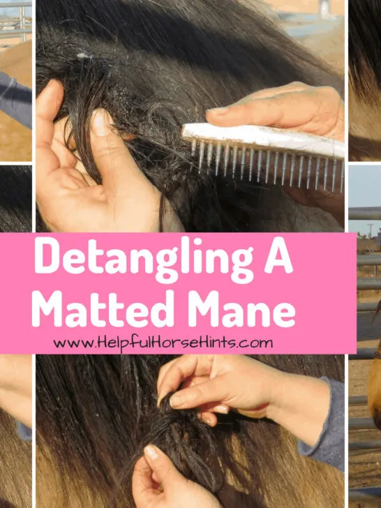 Detangling A Matted Mane