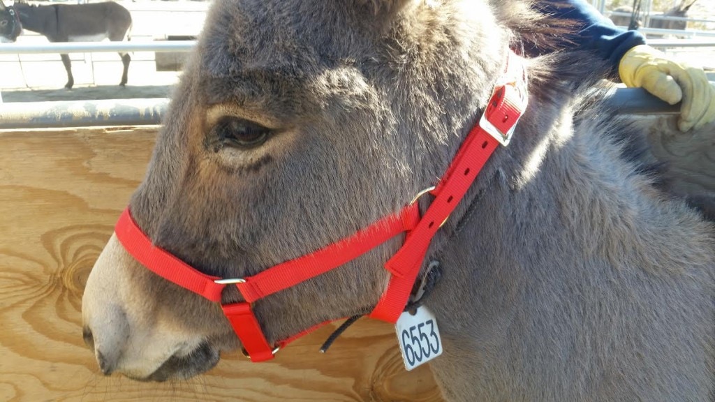 Extra holes in halter on burro.