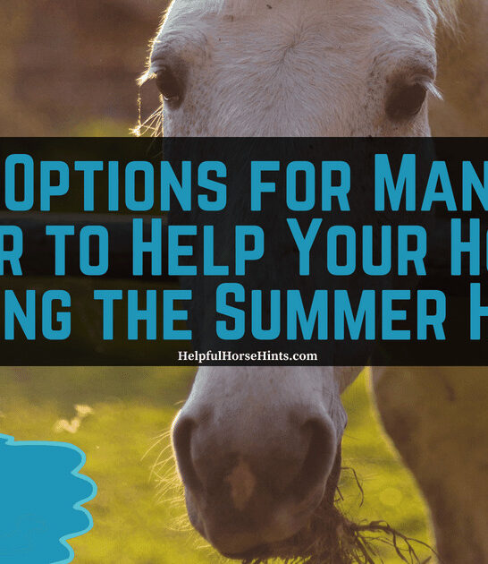 Top 3 Options for Managing Water to Help Your Horses During the Summer Heat Square