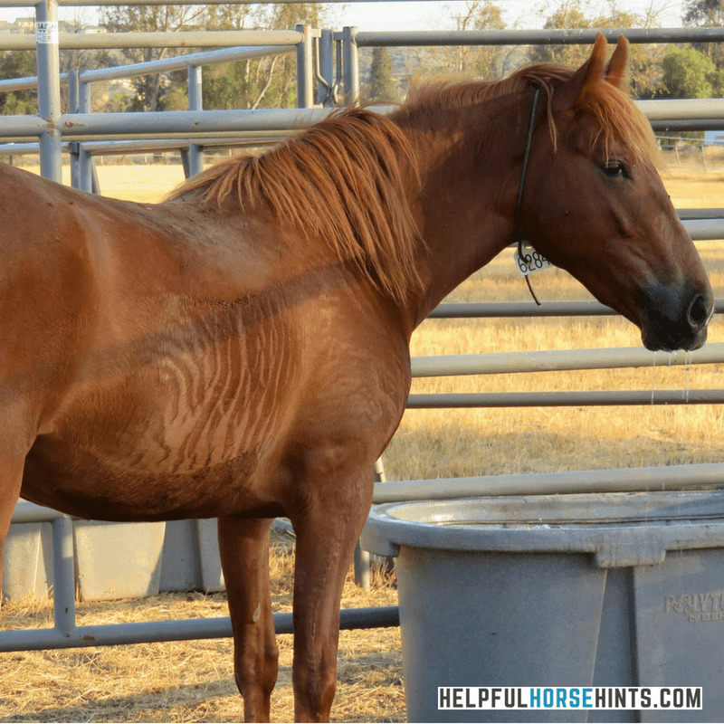 Sorrel Mustang