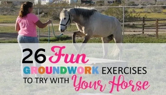 26 Fun Horse Groundwork Exercises