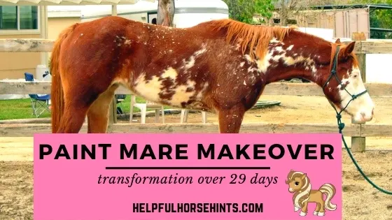 29 day paint mare makeover