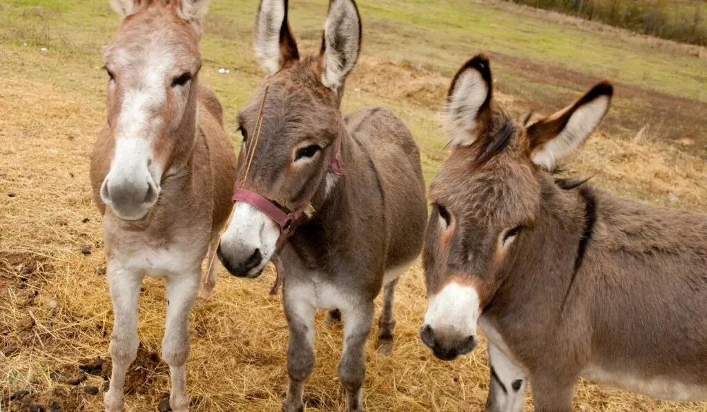 3 donkeys in the field