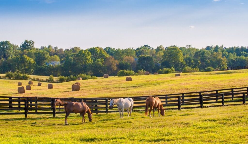 3 horses eating grass at the horse farm