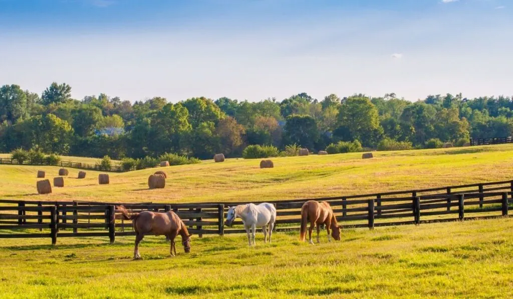 3 horses eating grass at the horse farm