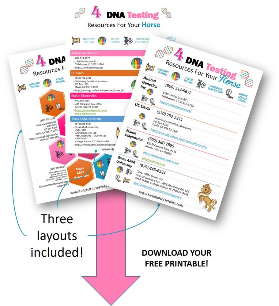 Horse DNA Testing Guide to Labs and Available Tests Helpful Horse Hints