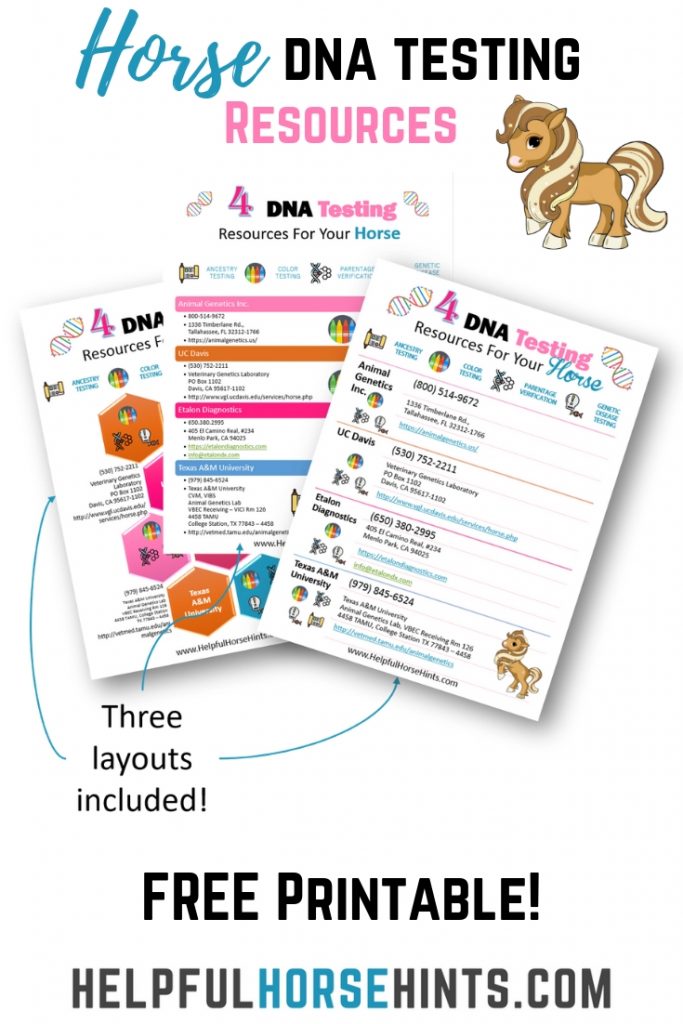 Pinterest pin - horse DNA testing resources 