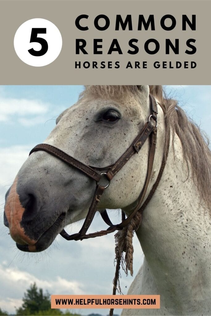 Pinterest pin - 5 Common Reasons Horses are Gelded
