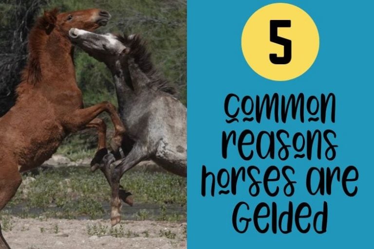 Types of Horse Eye and Face Covers and Why They Are Needed Helpful