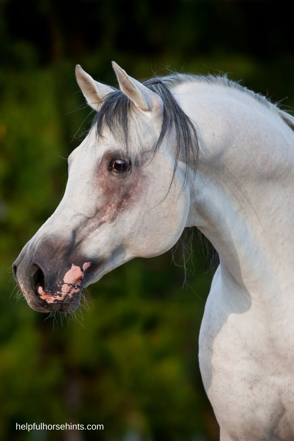 6 Main Types of Purebred Arabian Horses Helpful Horse Hints