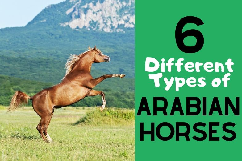 6 Main Types of Purebred Arabian Horses Helpful Horse Hints