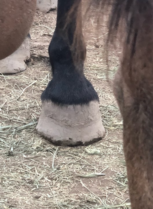 Close up of horse hoof 
